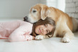 © nuzza11 - Child with a dog. A girl with labradors at home.