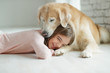 © nuzza11 - Child with a dog. A girl with labradors at home.