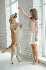 Wall Mural - Child with a dog. A girl with labradors at home.