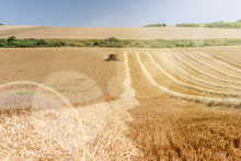 Récolte Des Céréales Sous La Chaleur De L'été