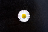 One white daisy flower isolated on black background. Flat lay, top view