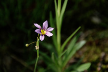 Annual Blue Eyed Grass - Sisyrinchium Rosulatum. It Is Called “Niwazekisyou” In Japan.  