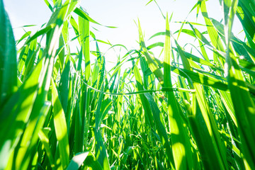 Wall Mural - green grass and blue sky over the sun rise.