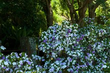 Brunfelsia Latifolia With Very Good Smell.