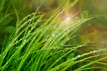 Wall Mural - Grass in the morning after rain. Macro. A drop of rain on the grass in the morning spring nature. The sun's rays illuminate the grass after the rain. Freshly morning.