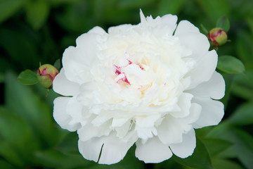 Canvas Print - White flower peony flowering on green background