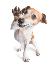 Friendly waving paw dog. Small joy pet. Enjoying life positive dog