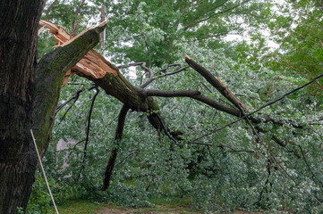 Wall Mural - Severe storm damage to residential neighborhood tree.