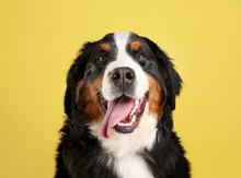 Funny Bernese Mountain Dog On Color Background