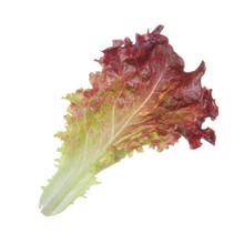 Fresh Red Leaf Of Lettuce Isolated On White