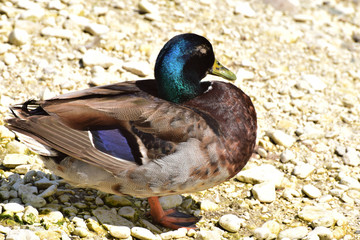 Male wild duck Anas platyrhynchos resting on shore