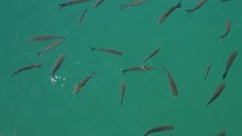 Grey Fish Swimming Turquoise Water, Aerial View From Above