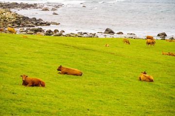 Wall Mural - Cows on pasture. Coast landscape, south Norway