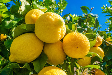 Wall Mural - Citruses. Ripe yellow lemons grow on the tree. Lemon tree. Cyprus lemons. Exotic fruit. Cypriot food. Cyprus Republic. Lemons against the blue sky. Place for inscription.