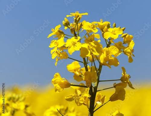 brassière ouverture devant