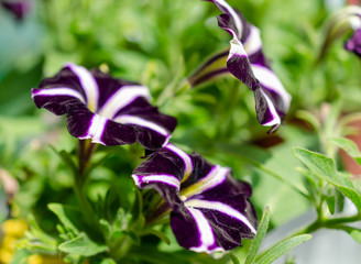 bouquet of white and purple summer flowers