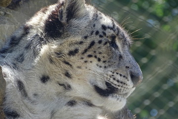 Beautiful snow leopard at the zoo