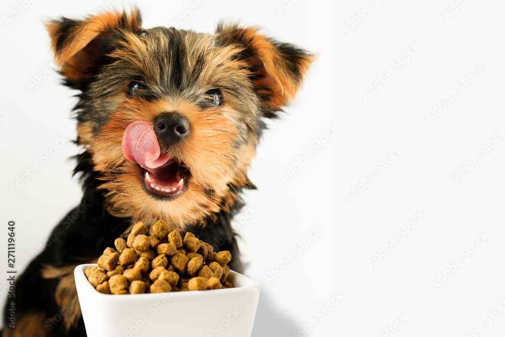 Yorkshire puppy eating a tasty dog food. Happy smiling dog with long tongue, licking for yummy food. - obrazy, fototapety, plakaty 
