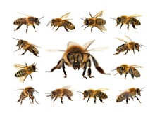 Bee Or Honeybee Isolated On The White Background