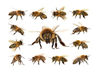 bee or honeybee isolated on the white background