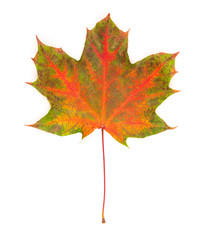 Canvas Print - Red maple leaf on white background.