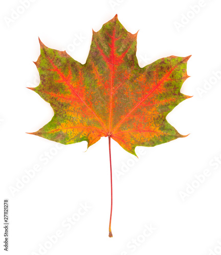 Red maple leaf on white background.