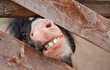  pony mouth with teeth. a pony looks out from behind a fence