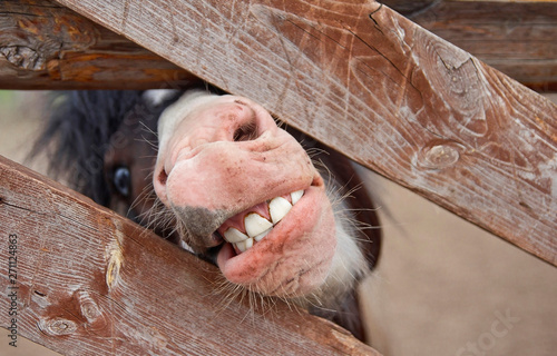 Fotografía pony mouth with teeth. a pony looks out from behind a fence