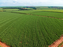 Green Sugar Cane Field On Sao Paulo State, Brazil