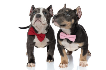 Mystified American Bully puppies curiously looking around