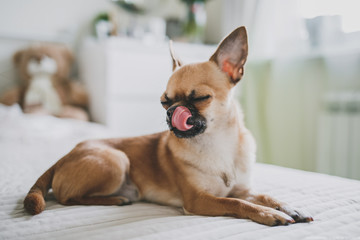 Chihuahua is a beautiful dog lying on the bed and licking his nose with his tongue. chihuahua and his tongue. chihuahua ate delicious food. chihuahua happy