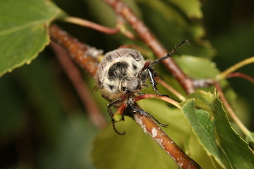 Wall Mural - The cockchafer, colloquially called May bug or doodlebug, a European beetle from the Scarab family. Once abundant throughout Europe and a major pest in the periodical years of 