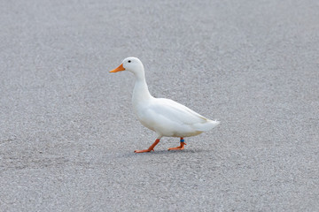 Wall Mural - white duck