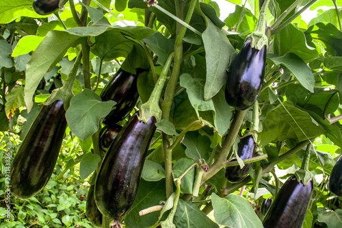 Fresh eggplant. Eggplant in the garden. Fresh organic eggplant aubergine. Purple aubergine growing in the soil.