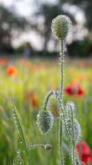 Wall Mural - Buds of a blooming wild poppy in a field after rain