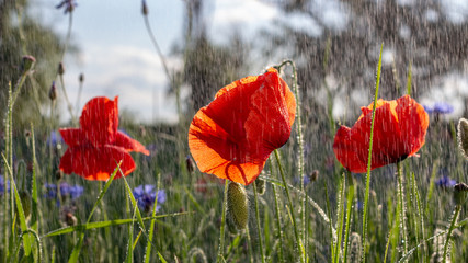 Wall Mural - Buds of a blooming wild poppy in a field after rain