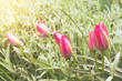 tulips on blurred background. toned photo