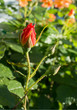 rose bud on a bright sunny day