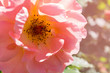 rose bud close up