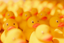 Yellow Rubber Ducks In Water