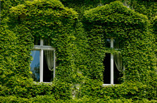 Old House Windows With Green Overgrown Ivy