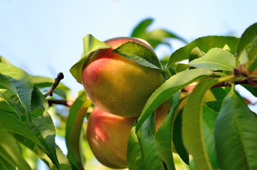 Wall Mural - Ripe peaches on a tree among the leaves. Harvest in the orchard.