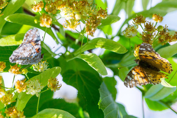 Wall Mural - Painted Lady butterfly (Vanessa cardui) feeds on a nectar of flowers of Linden tree