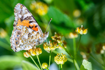 Wall Mural - Painted Lady butterfly (Vanessa cardui) feeds on a nectar of flowers of Linden tree