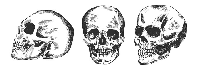 Human skull in different position
