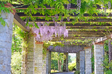 Beautiful Mature Wisteria In Full Bloom Growing Over A Grand Solid Brick And Wooden Pergola In May. Selective Focus