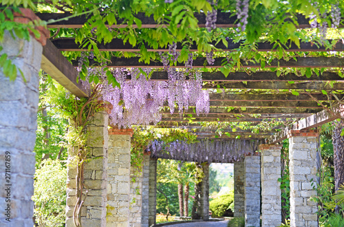 Cuadros en Lienzo beautiful mature wisteria in full bloom growing over a grand solid brick and wooden pergola in may