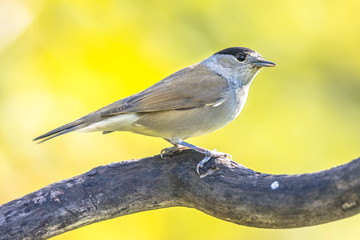 Wall Mural - Eurasian blackcap on bright green background