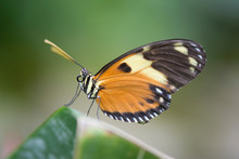 Butterfly 2019-33 / Tiger Longwing  (Heliconius Hecale)
