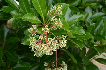 Wall Mural - Sweet Viburnum (Viburnum odoratissimum) is used for fire trees because it contains a lot of moisture.